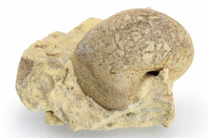 Ordovician Gastropod (Sinuites) Fossil - Wisconsin #224321